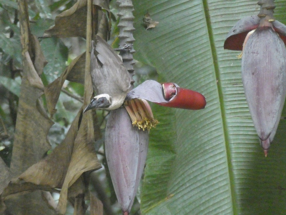 Helmeted Friarbird (Hornbill) - ML624182930