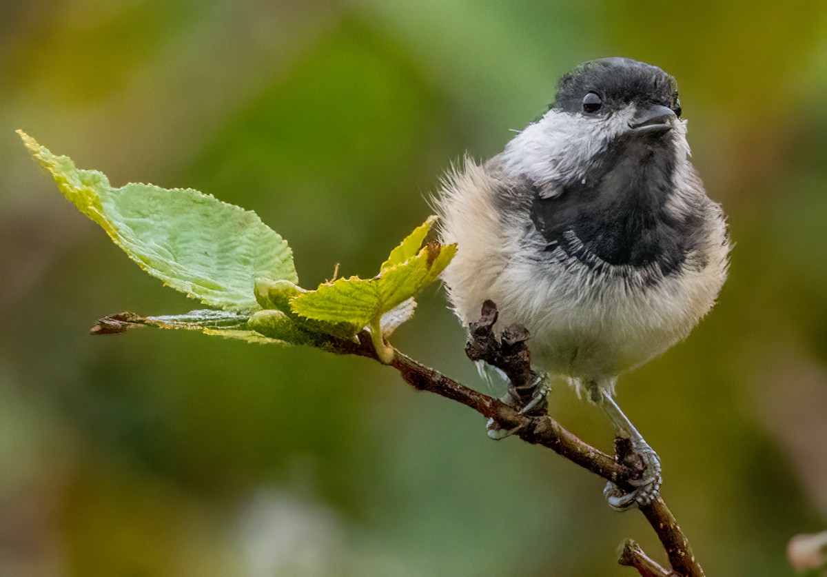 Black-capped Chickadee - ML624182934