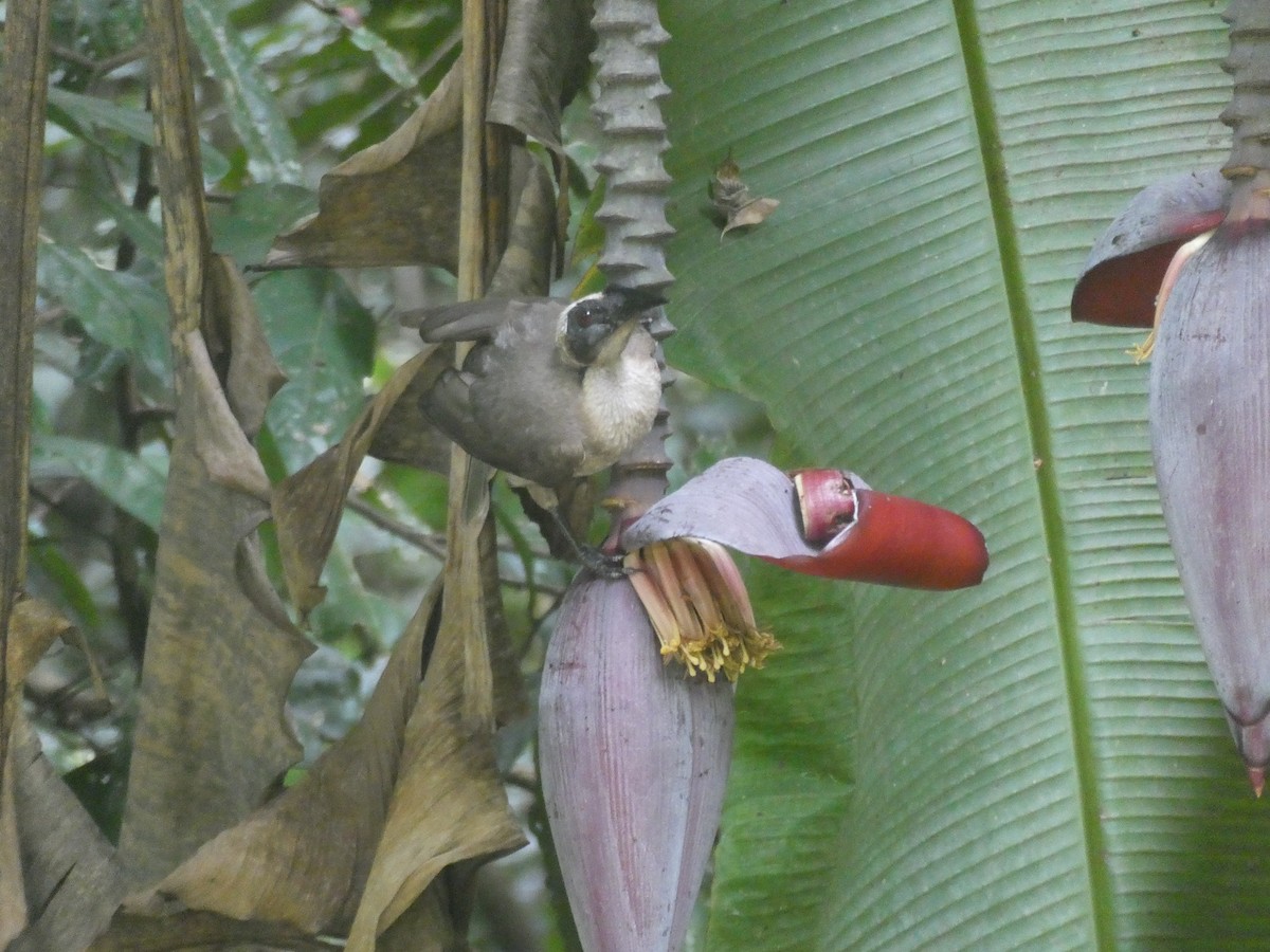 Helmeted Friarbird (Hornbill) - ML624182936