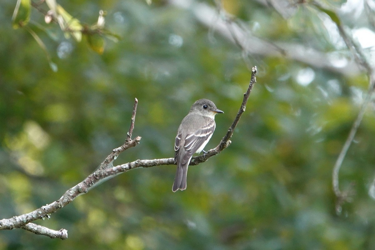 Eastern Wood-Pewee - ML624182943