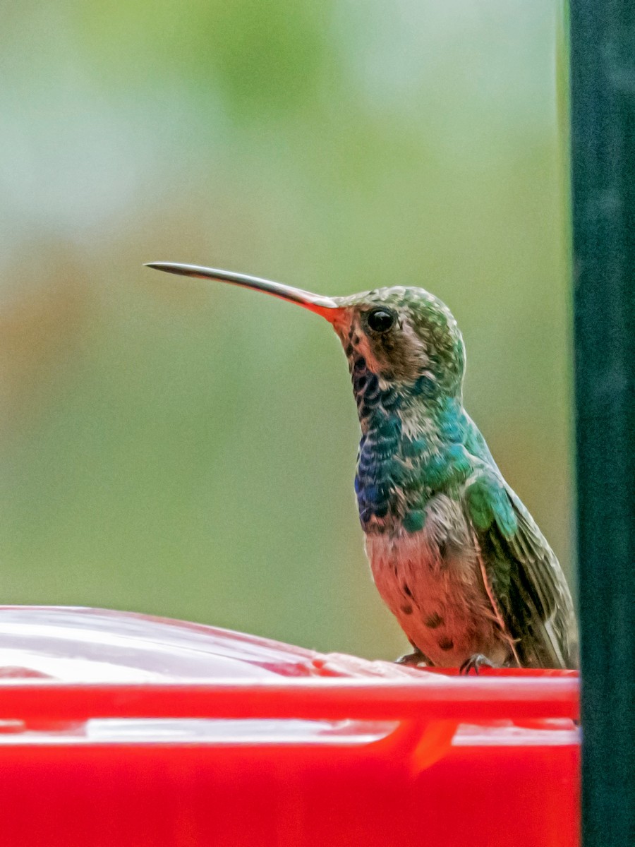 Broad-billed Hummingbird - Esther M Key