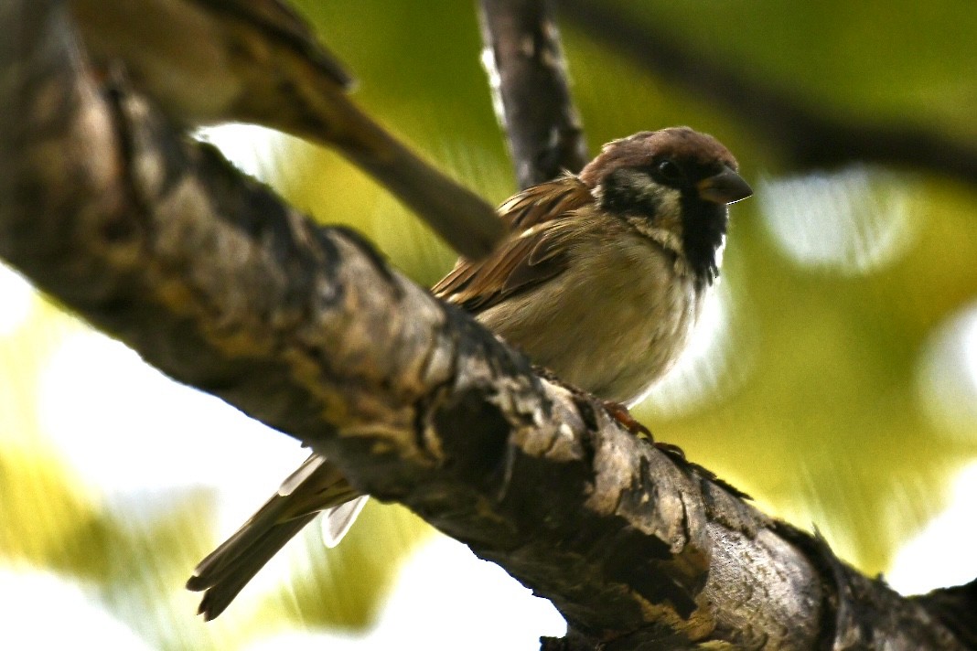 Eurasian Tree Sparrow - Russell Waugh