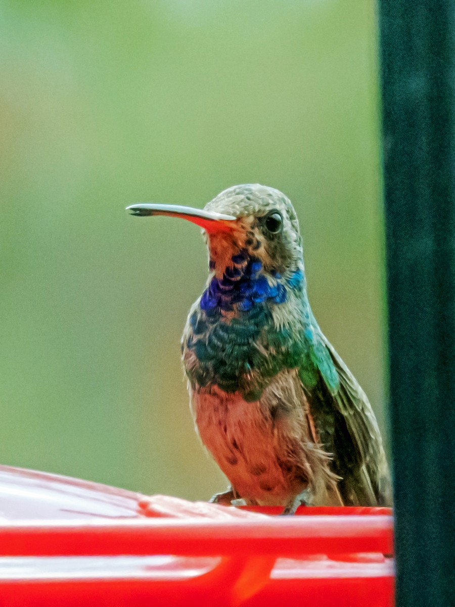 Broad-billed Hummingbird - ML624182965