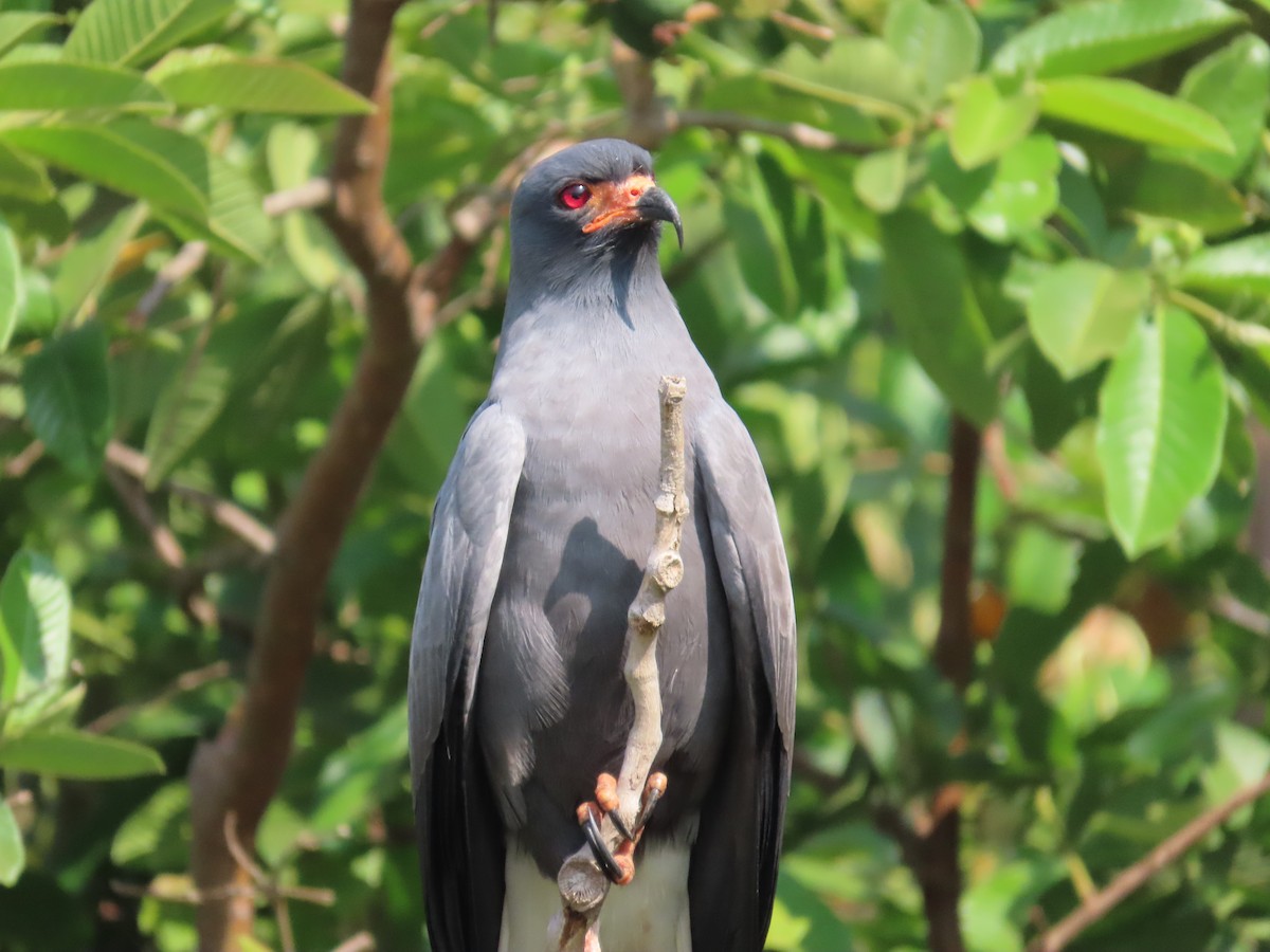 Snail Kite - ML624182969