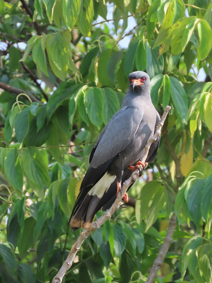 Snail Kite - ML624182970