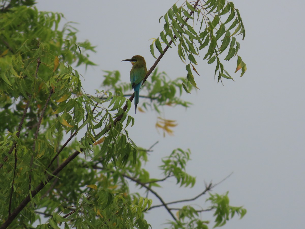 Blue-tailed Bee-eater - ML624182973