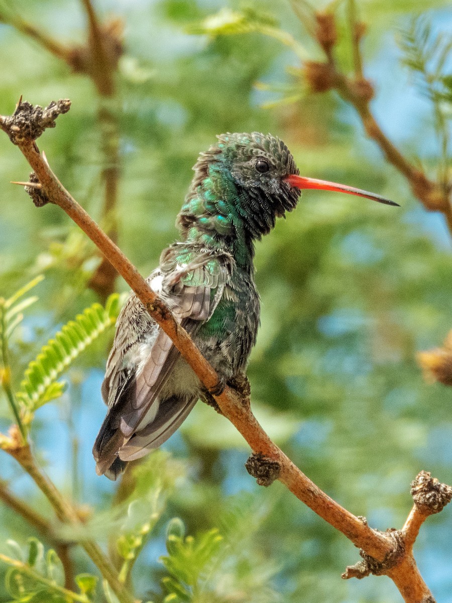 Broad-billed Hummingbird - ML624182977