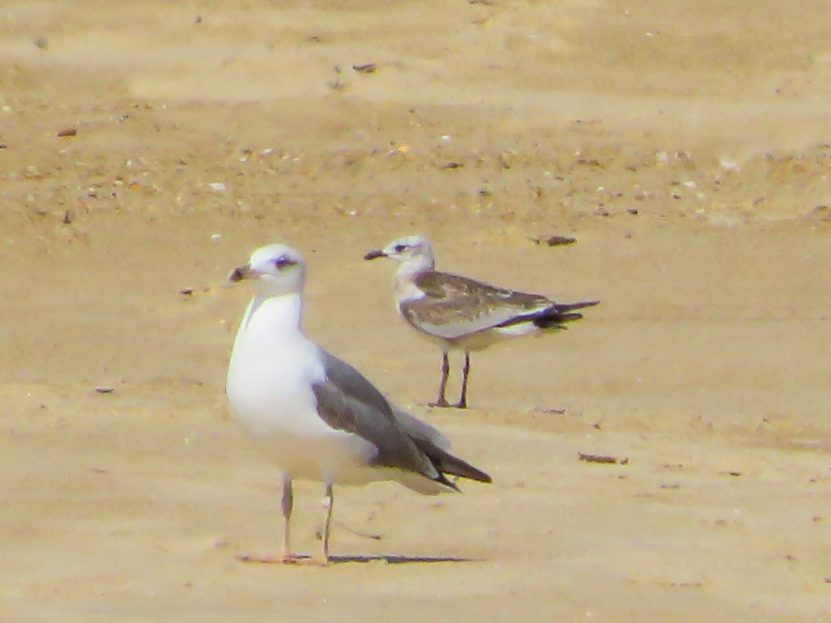 Mediterranean Gull - Cauã Menezes