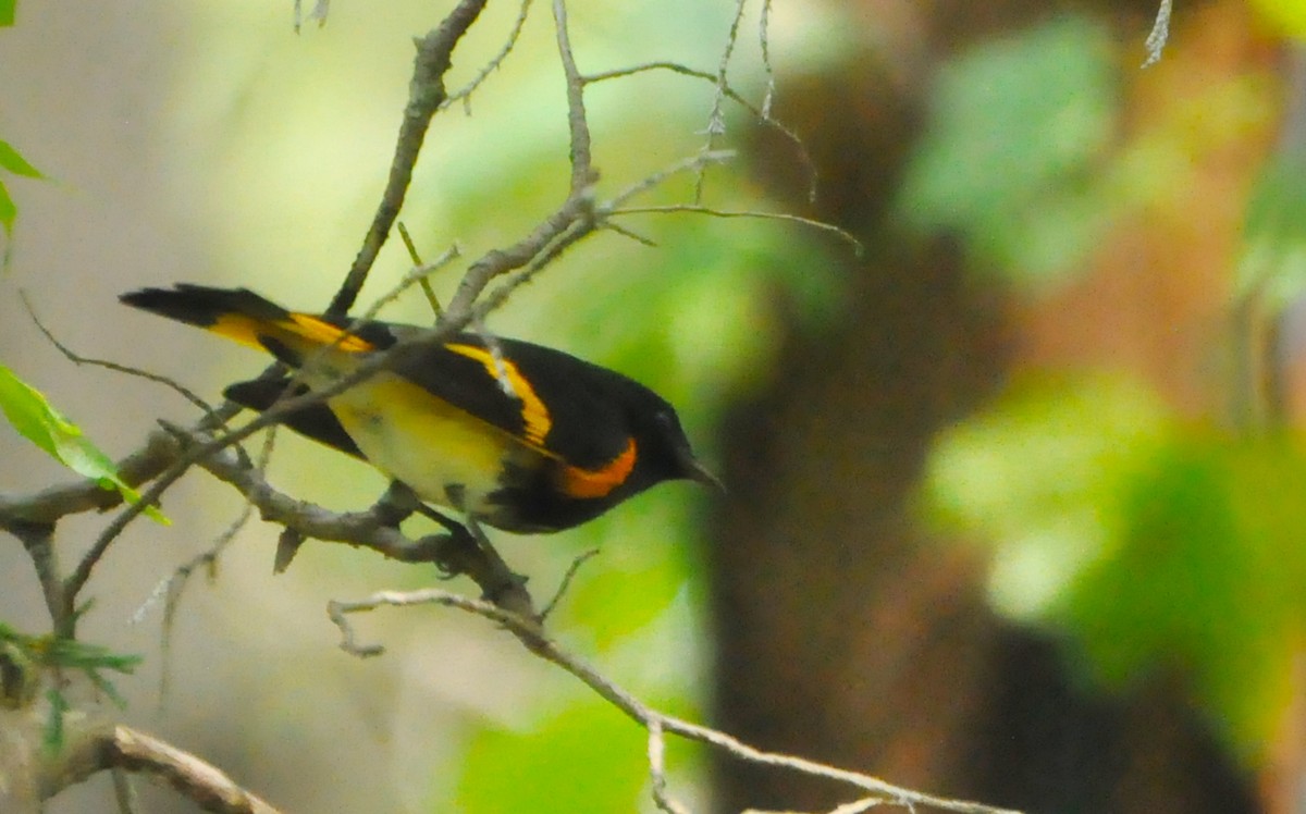 American Redstart - Matthew Murphy