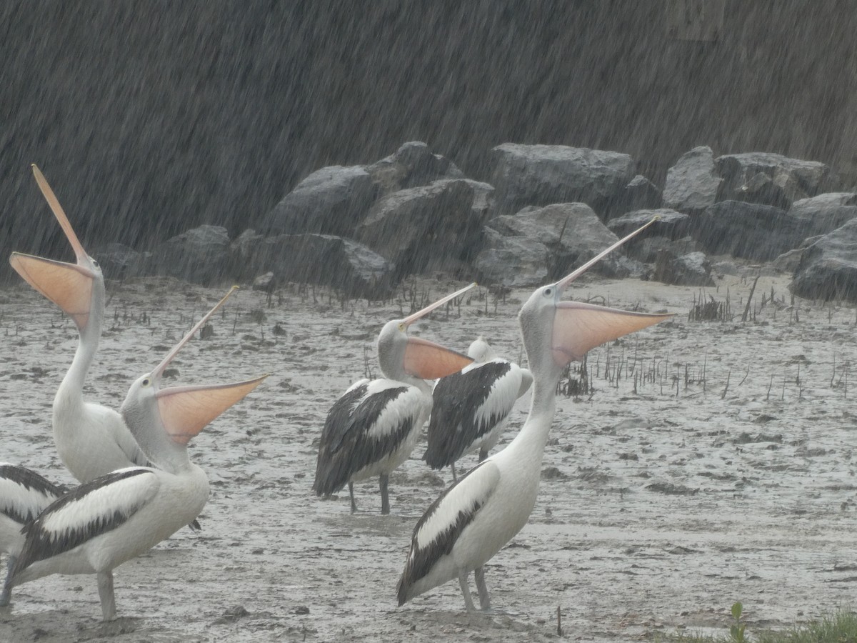 Australian Pelican - ML624183052