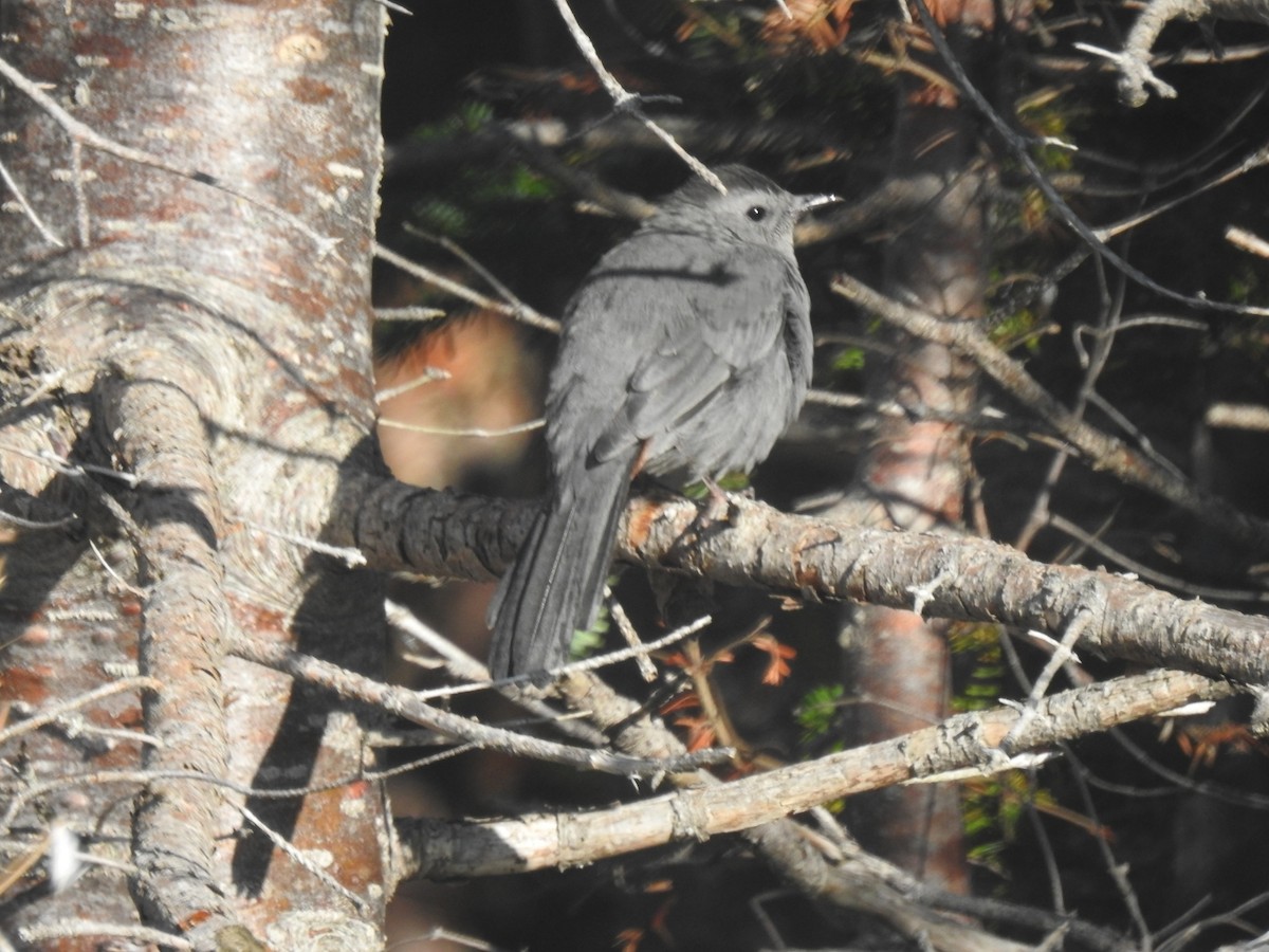 Gray Catbird - ML624183056