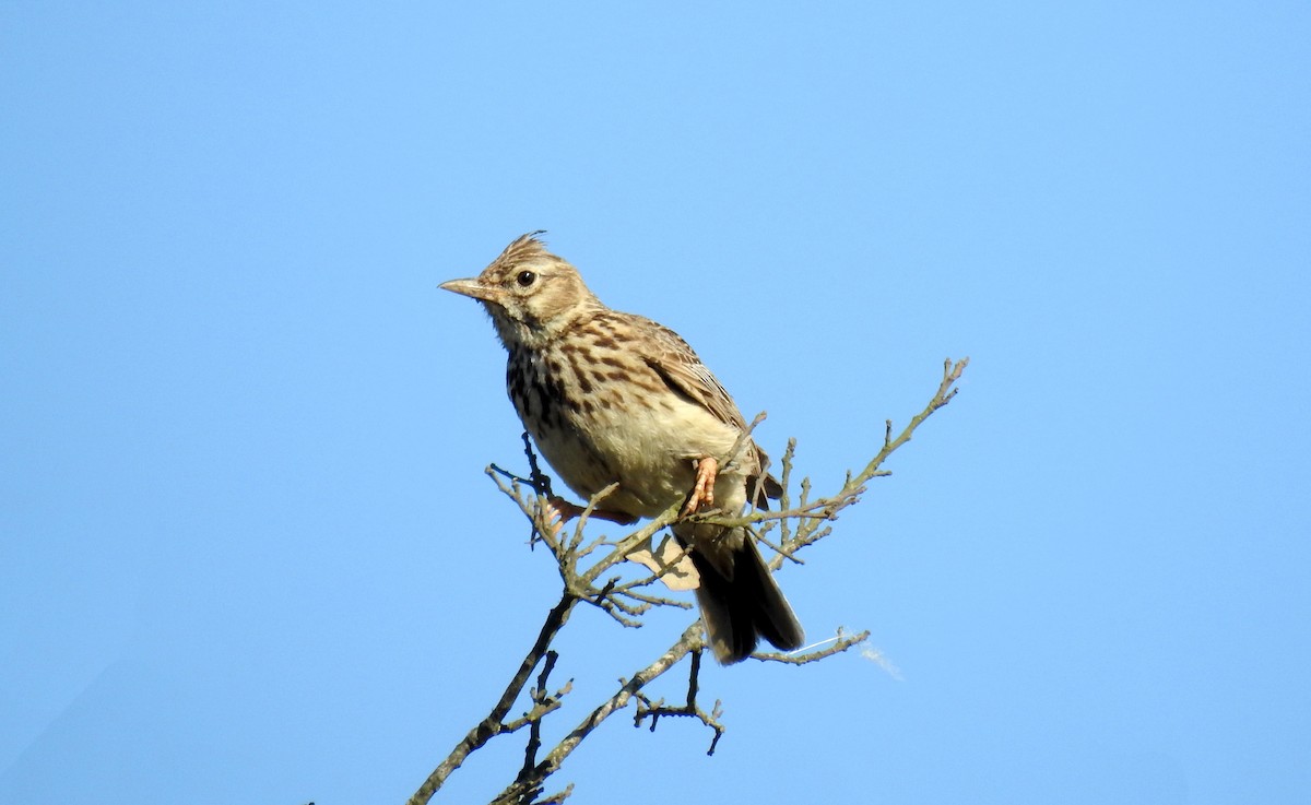 Thekla's Lark - Ricardo Salgueiro