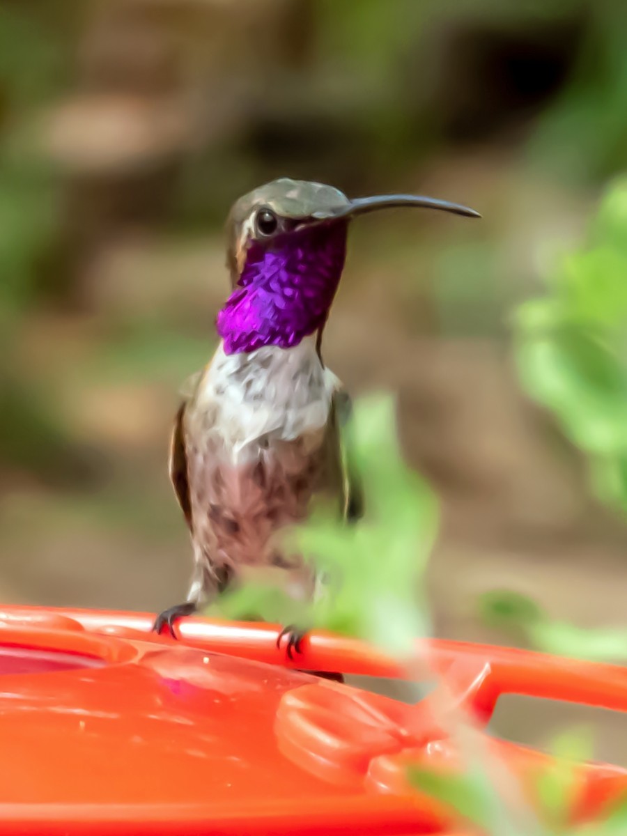 Lucifer Hummingbird - Esther M Key