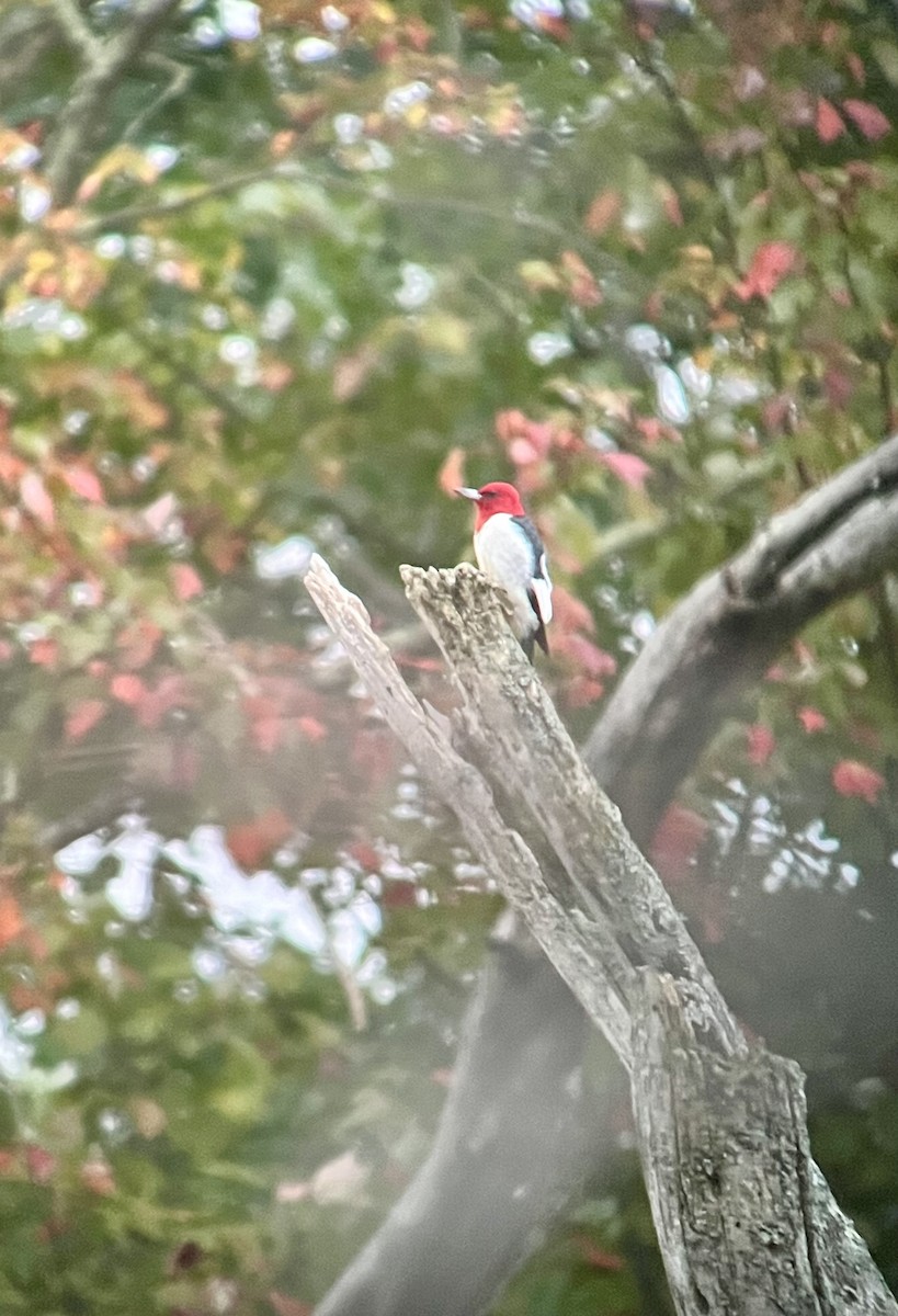 Red-headed Woodpecker - ML624183084