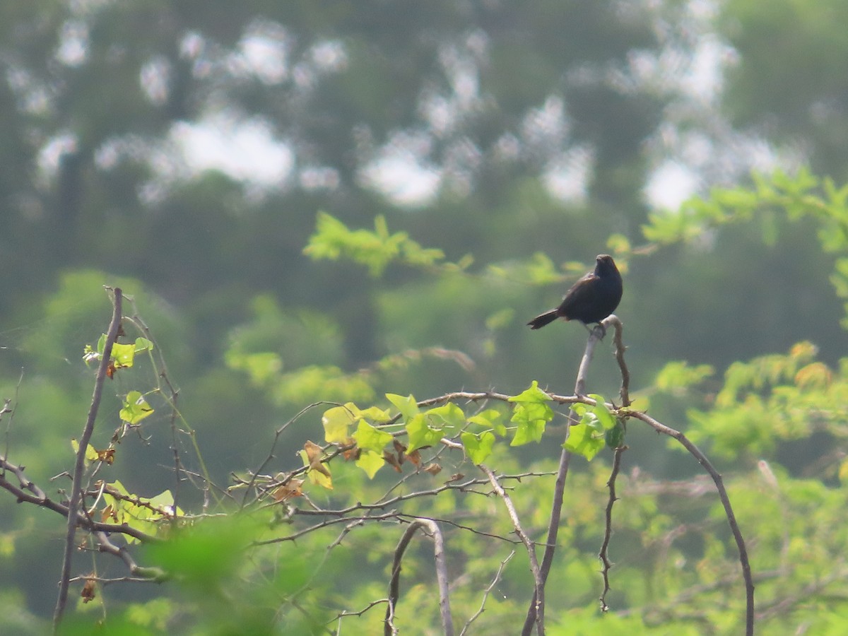 Indian Robin - ML624183089