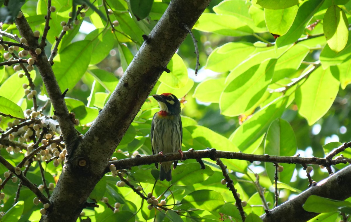 Coppersmith Barbet - ML624183100