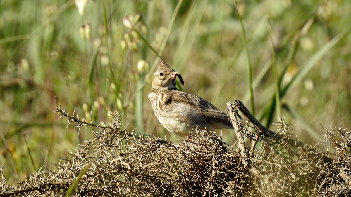 Thekla's Lark - ML624183126