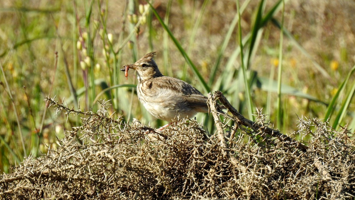 Thekla's Lark - ML624183127