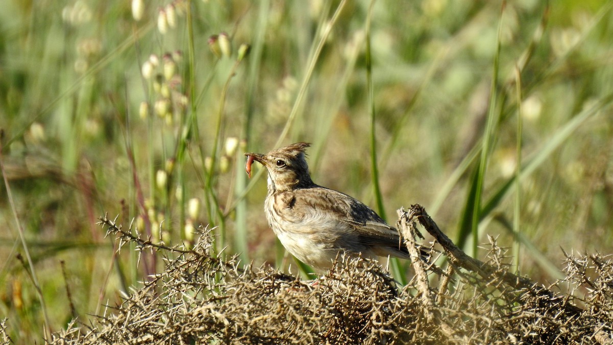 Thekla's Lark - ML624183128