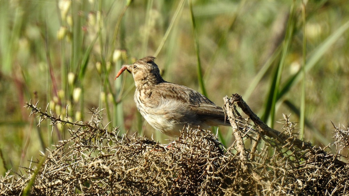 Thekla's Lark - ML624183130