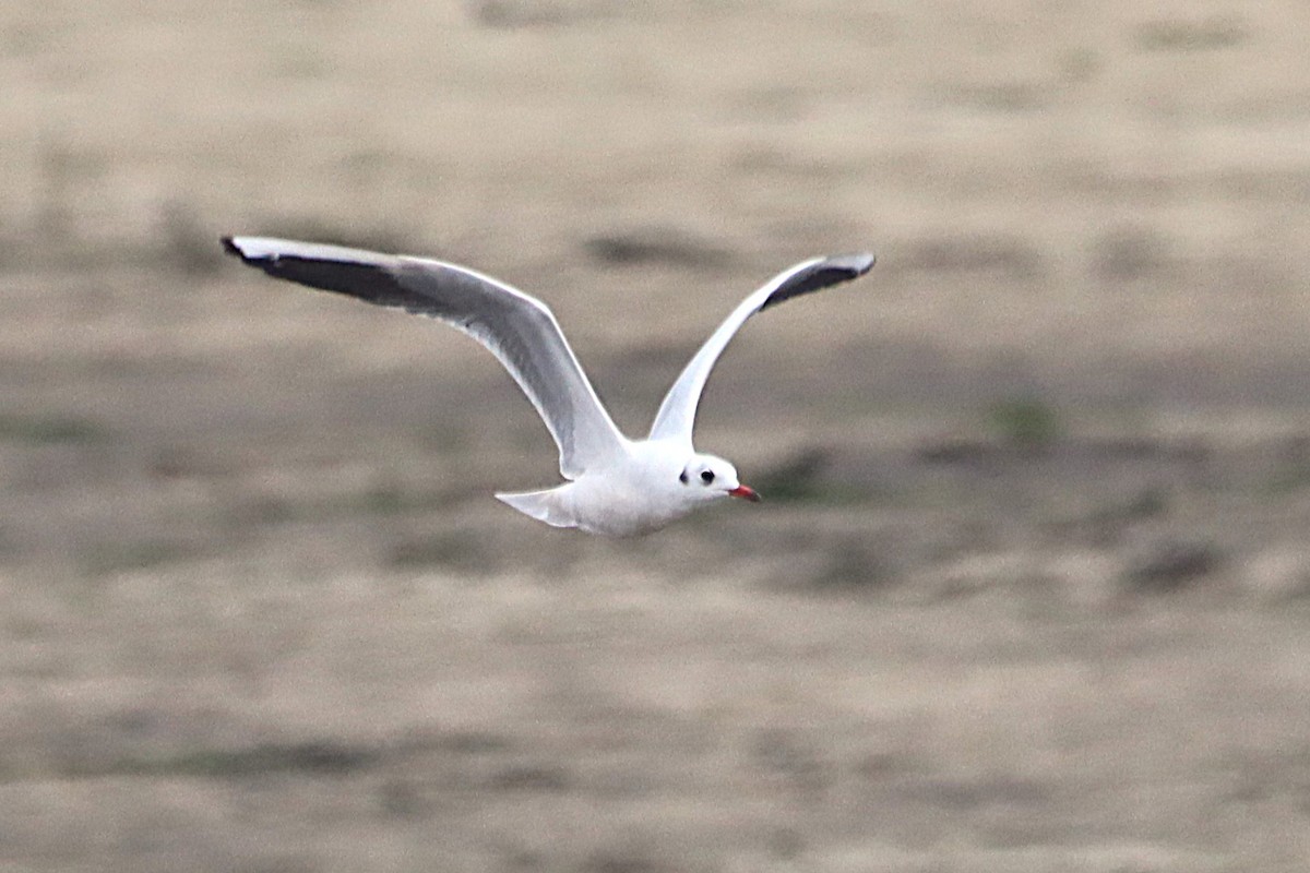 Mouette rieuse - ML624183135