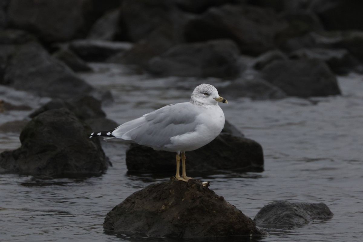 Ring-billed Gull - ML624183147