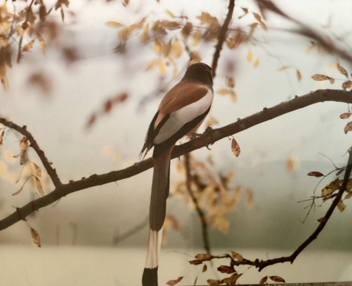 Rufous Treepie - ML624183159