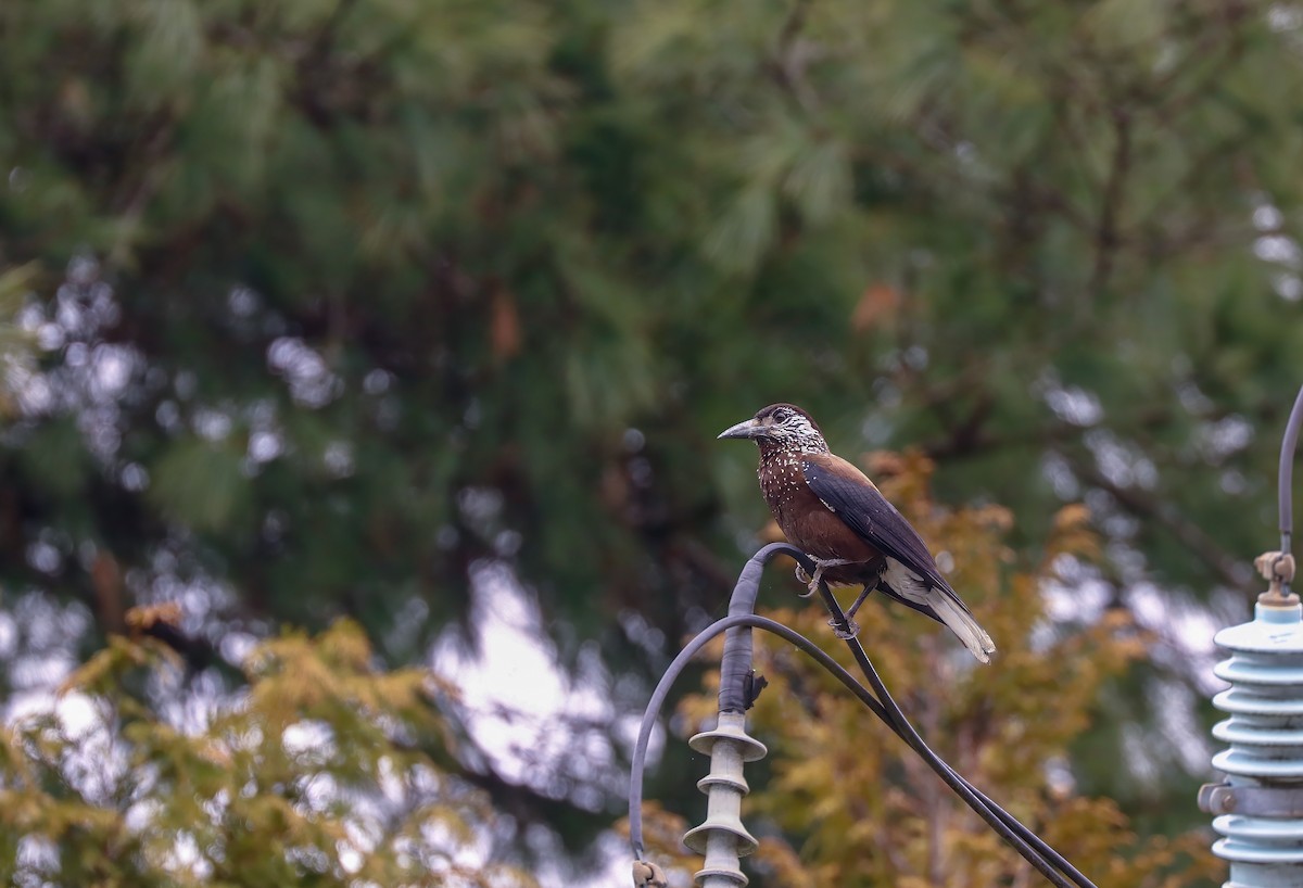 Eurasian Nutcracker (Southern) - ML624183196