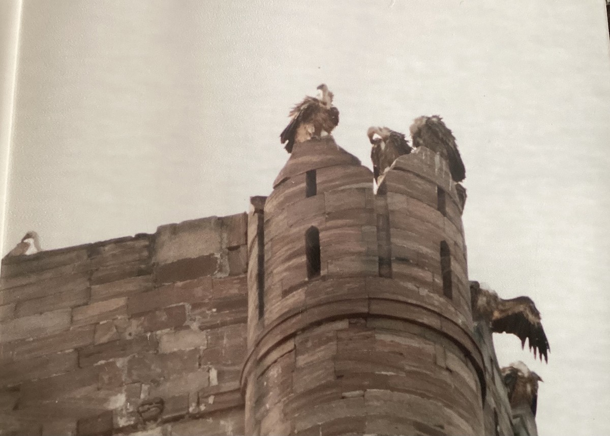 Indian Vulture - ML624183198