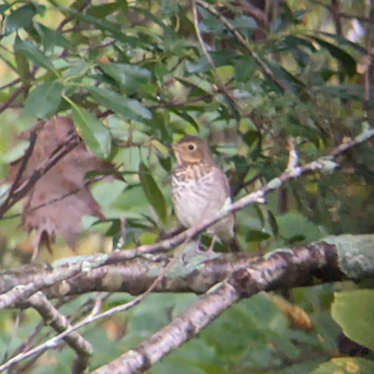 Swainson's Thrush - Jon Skinner