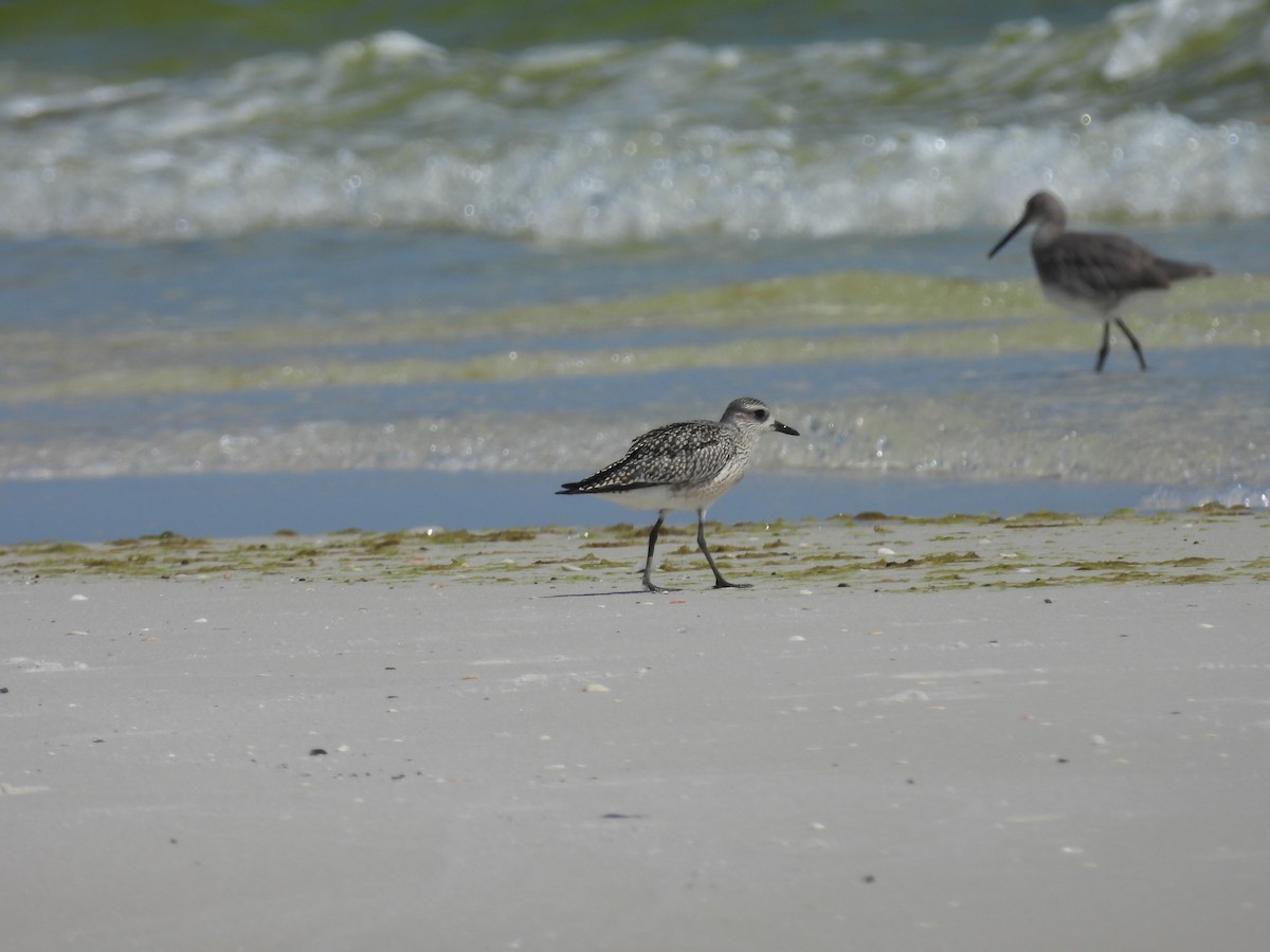 Black-bellied Plover - ML624183202