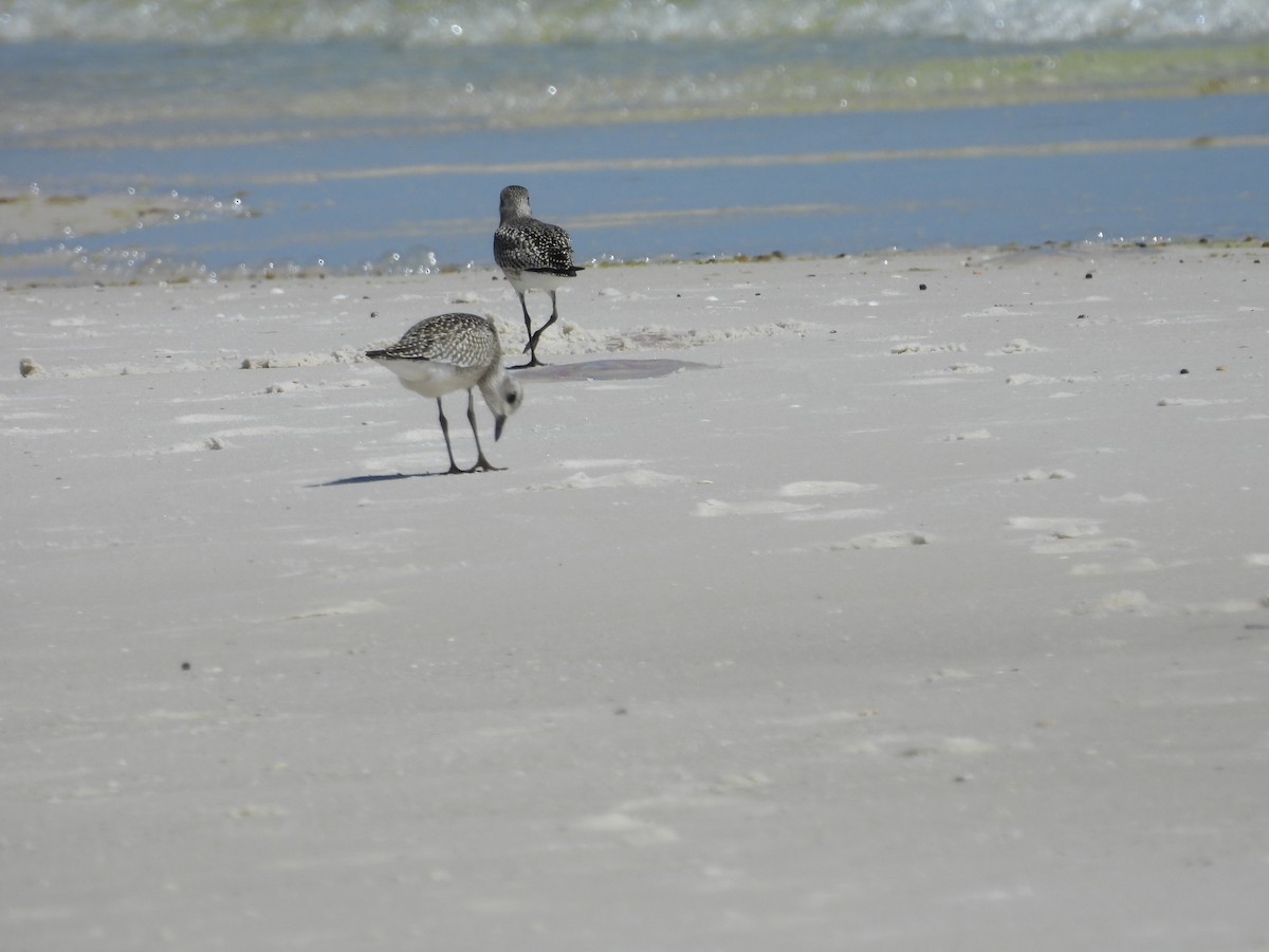 Black-bellied Plover - ML624183203