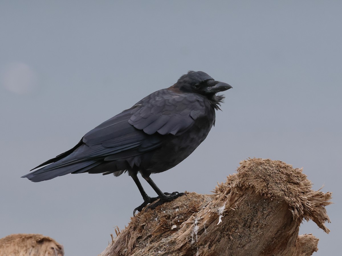 American Crow - ML624183243