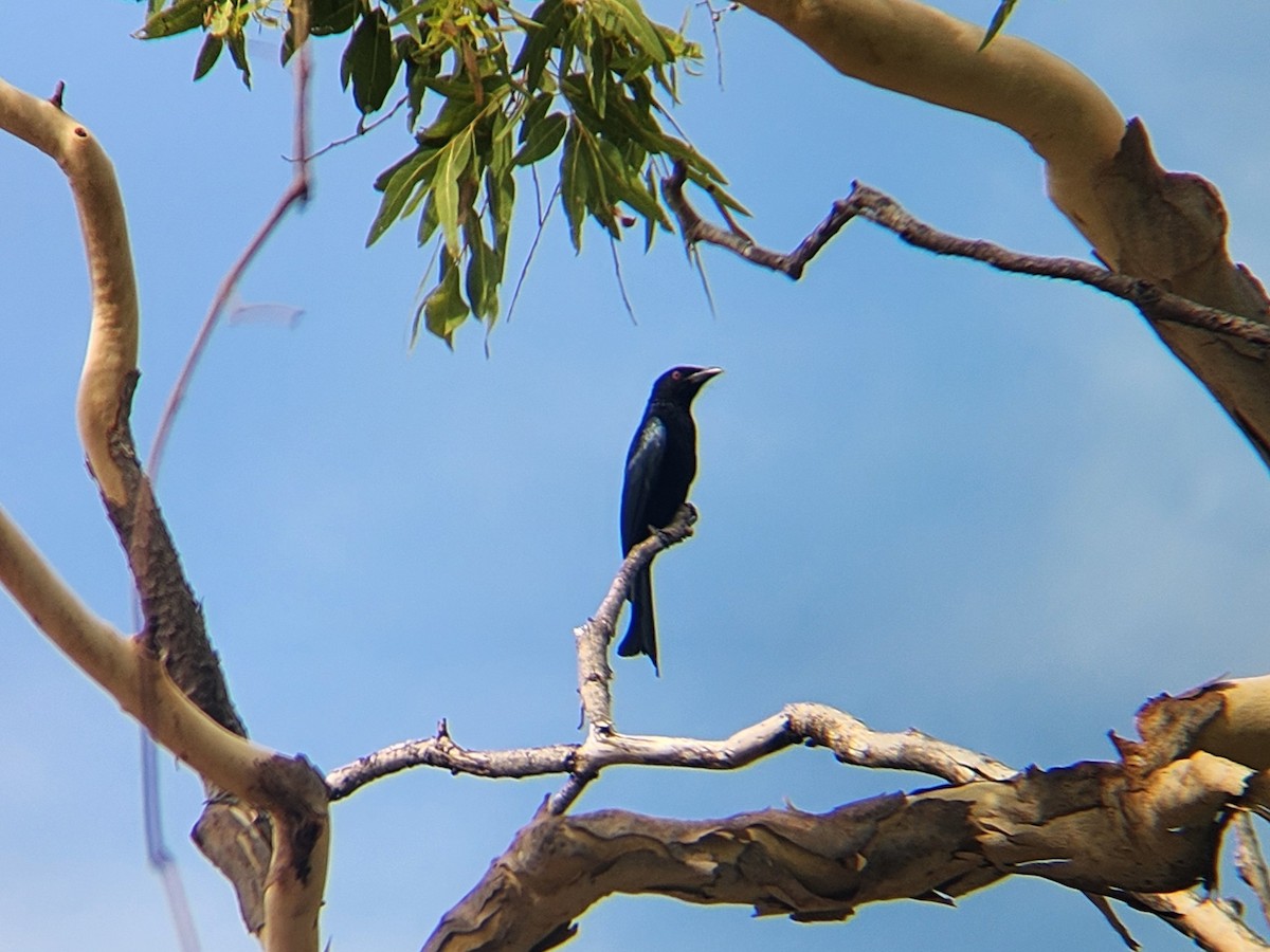 Spangled Drongo - ML624183254