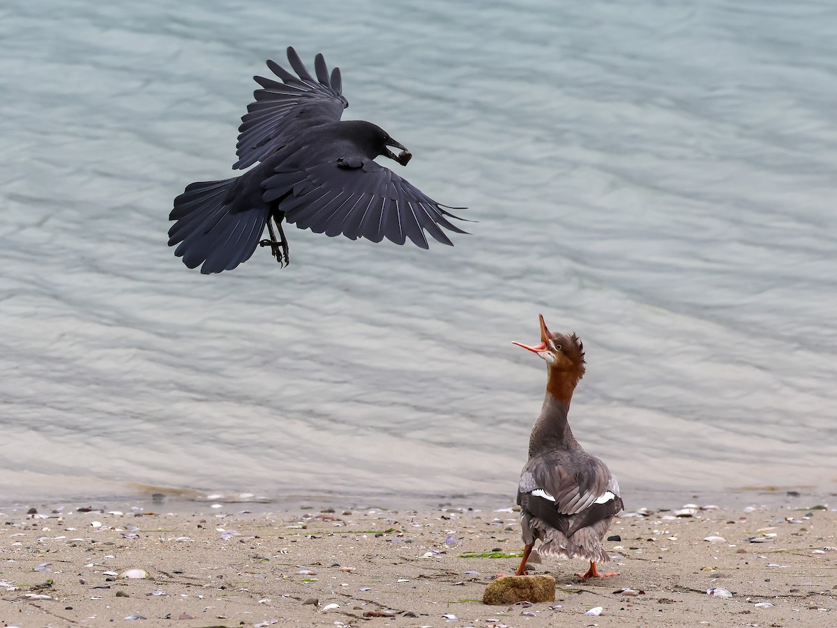 American Crow - ML624183256