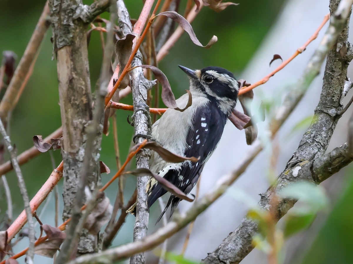 Downy Woodpecker - ML624183259