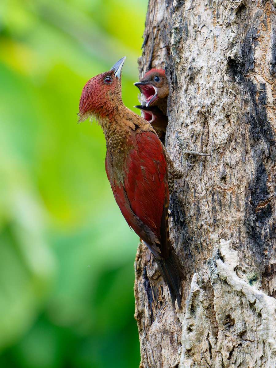 Banded Woodpecker - ML624183267