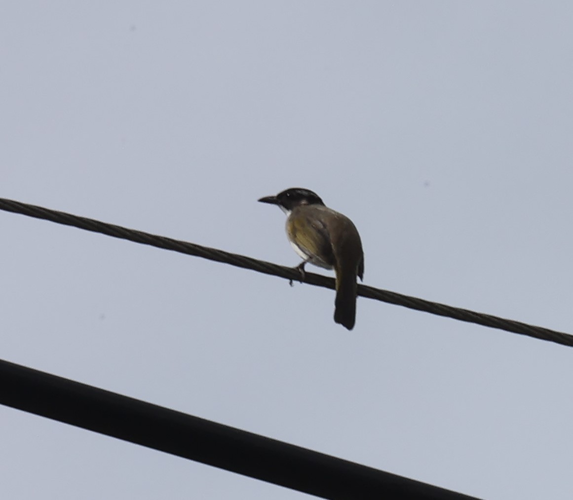 Light-vented Bulbul - Chengheng Hu