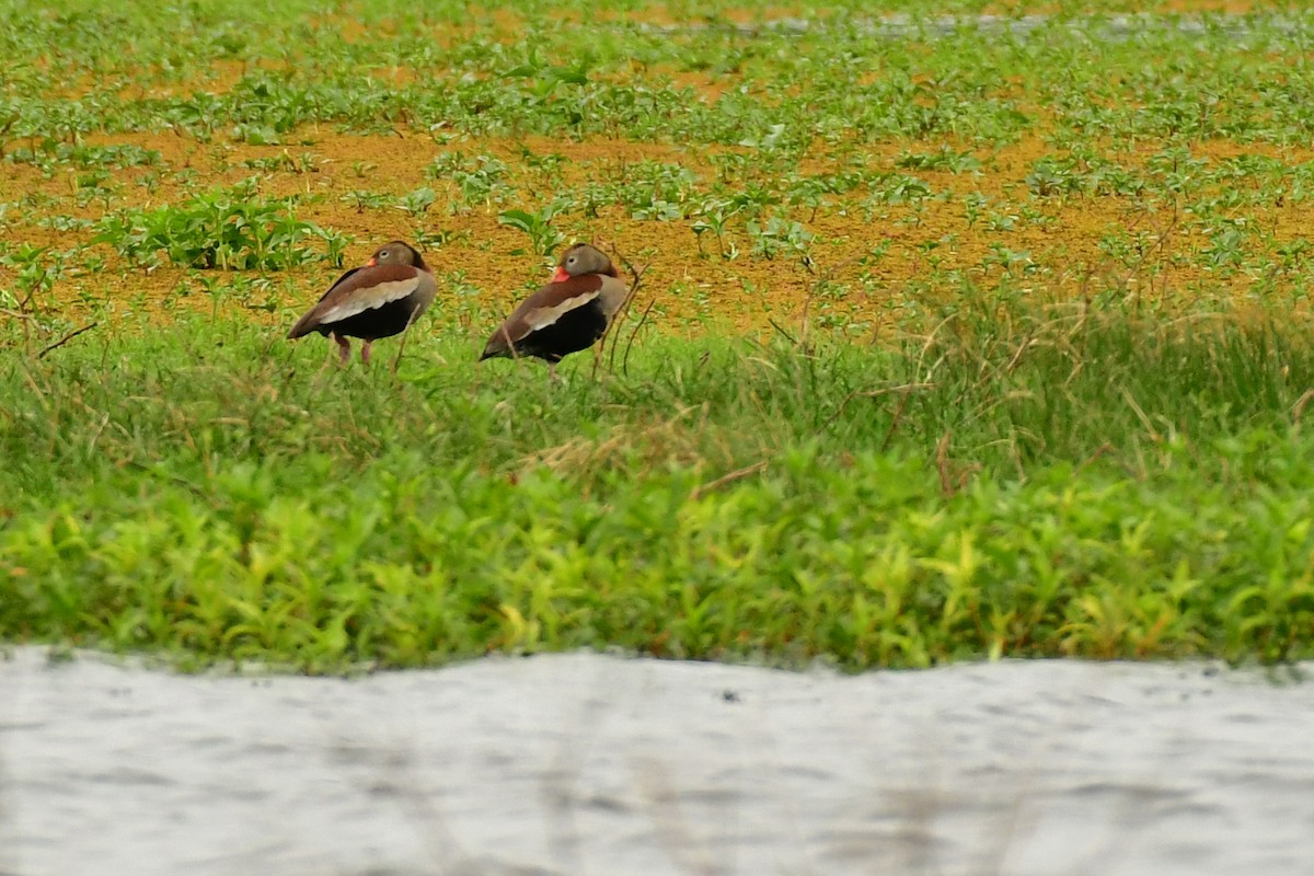 Black-bellied Whistling-Duck - ML624183270