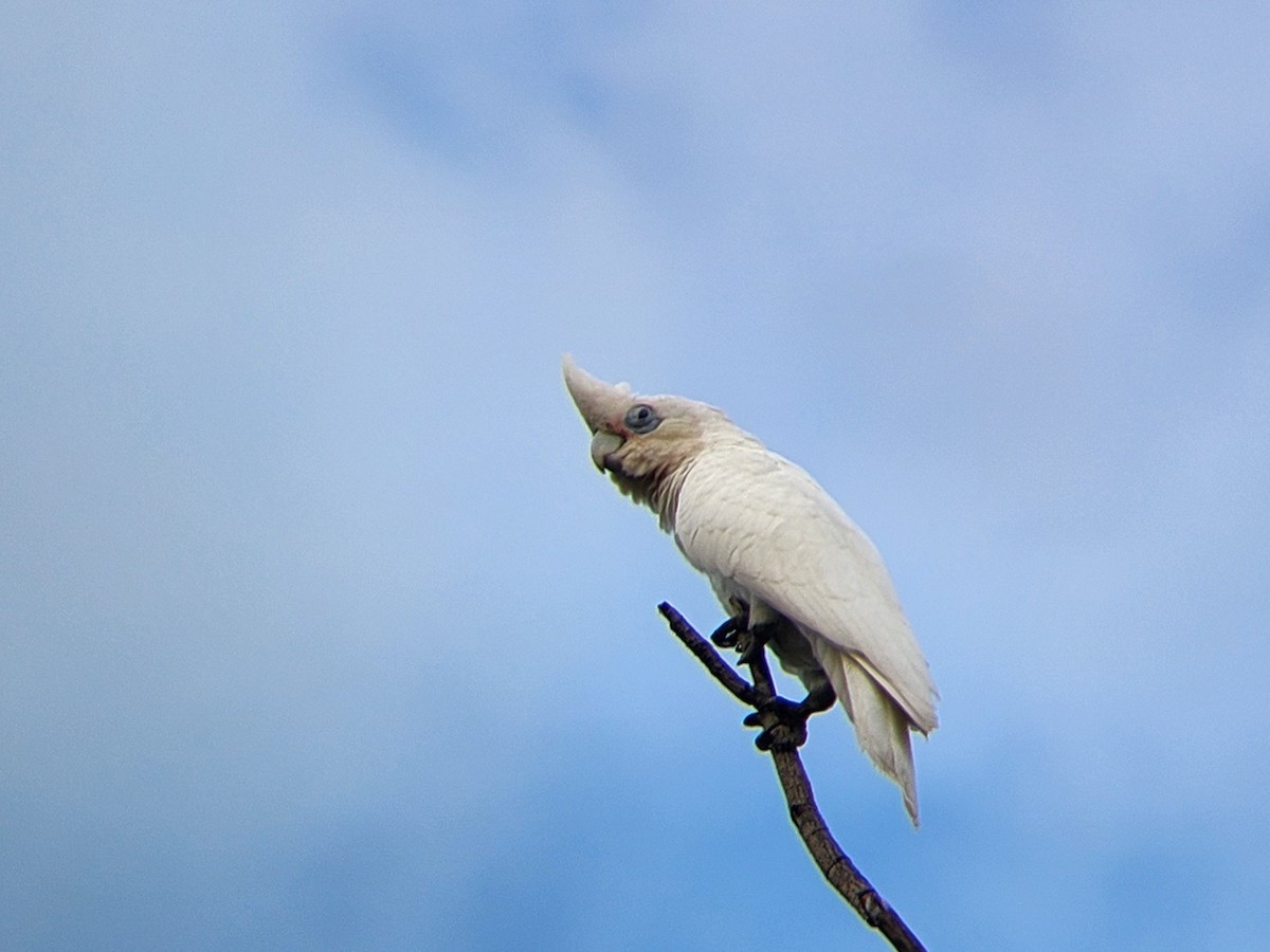 Cacatúa Sanguínea - ML624183276