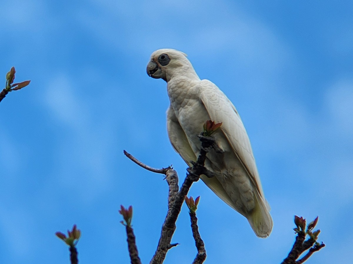 Cacatúa Sanguínea - ML624183278