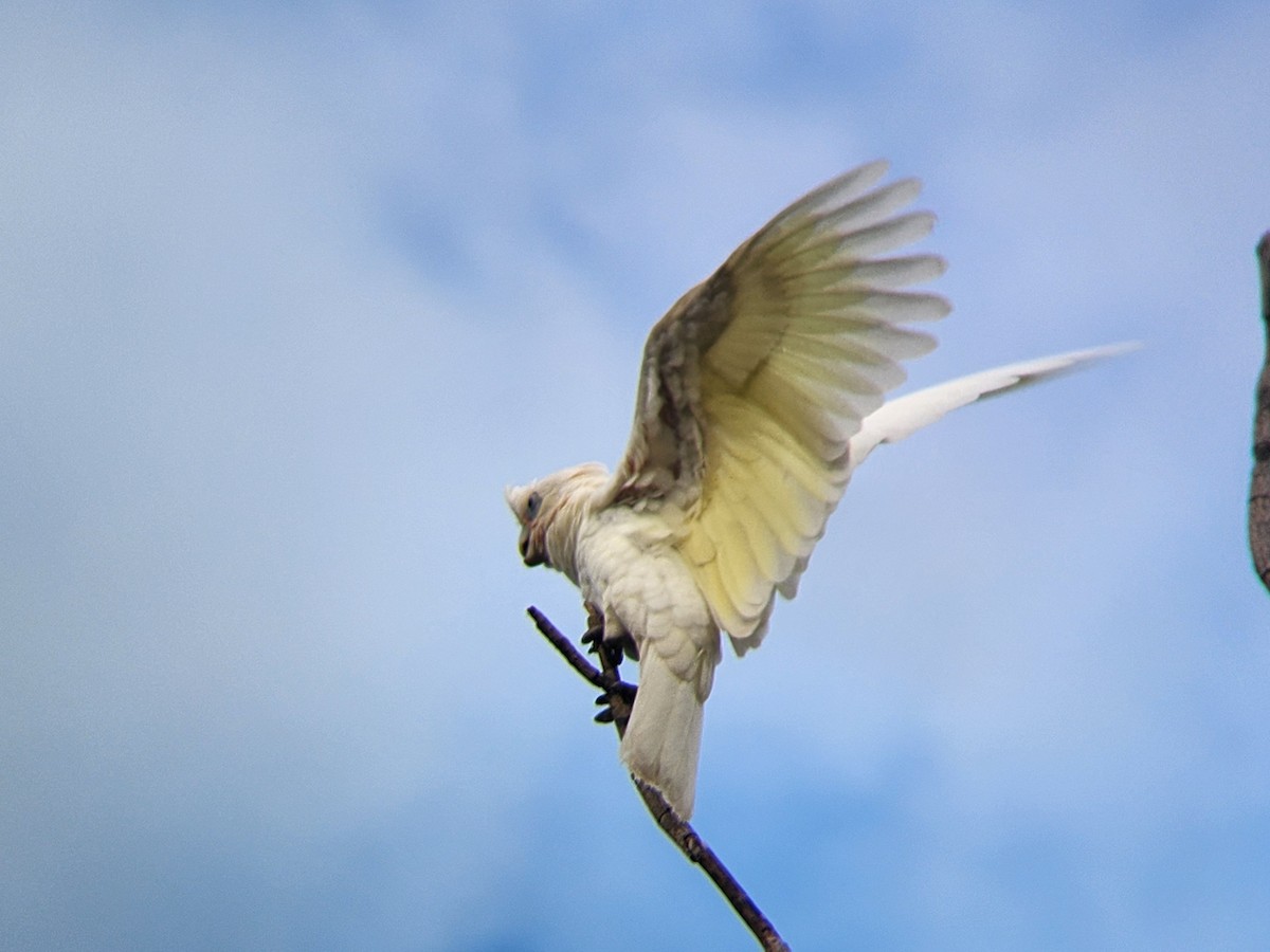 Cacatúa Sanguínea - ML624183290