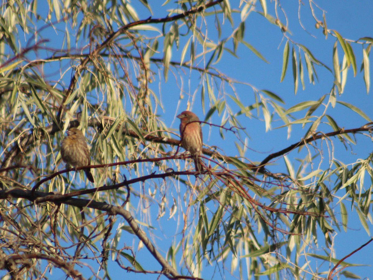 House Finch - ML624183300