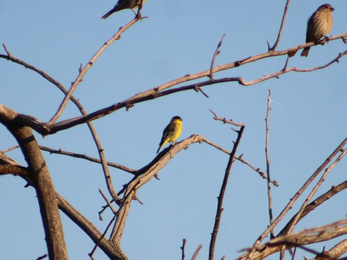 Lesser Goldfinch - ML624183306