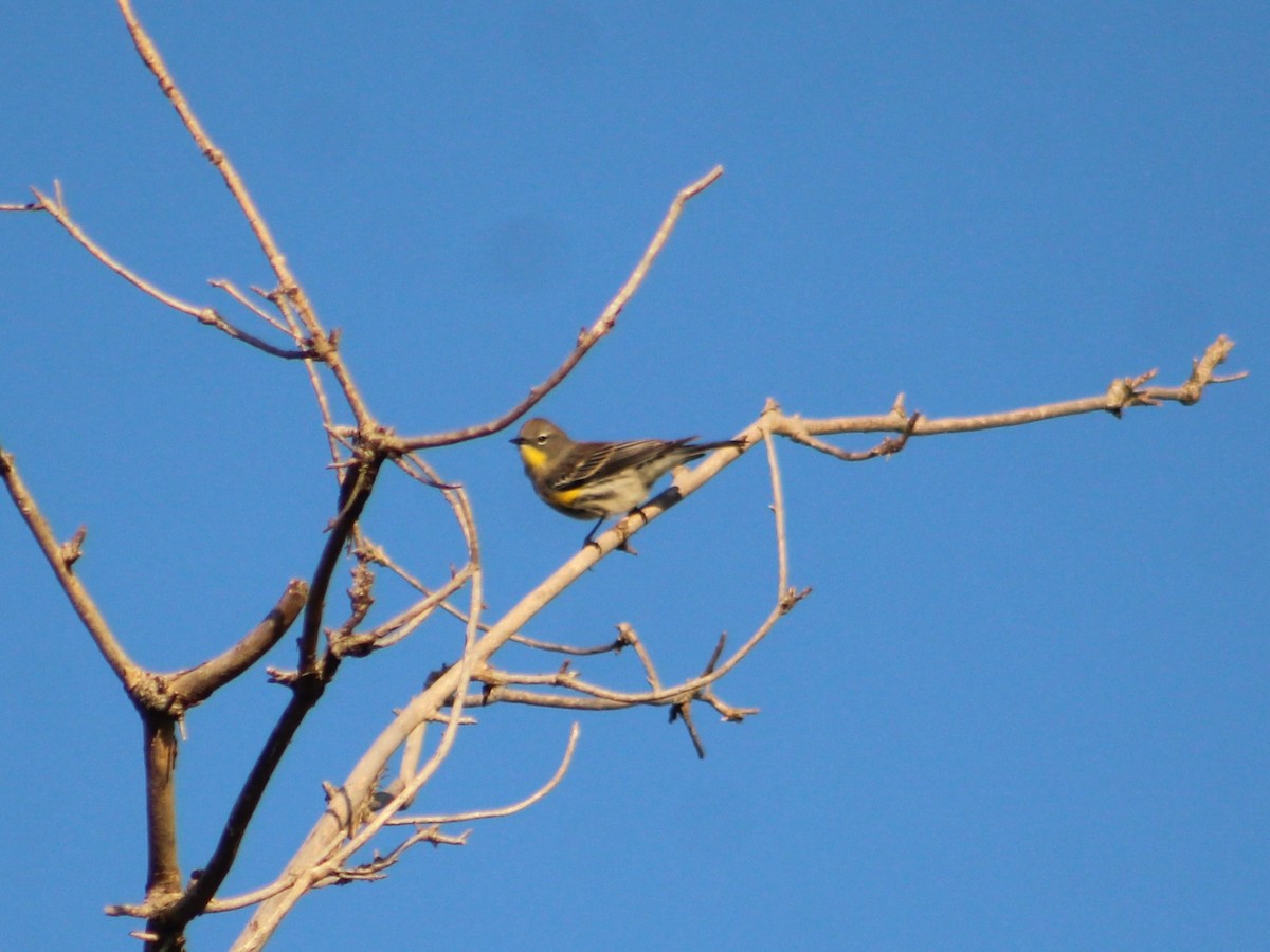 Yellow-rumped Warbler - ML624183312