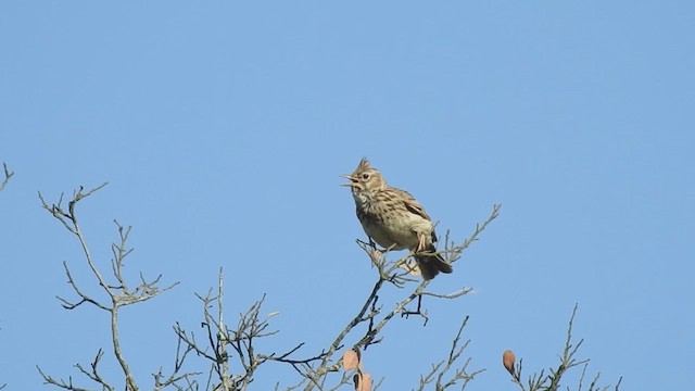 Cochevis de Thékla - ML624183315