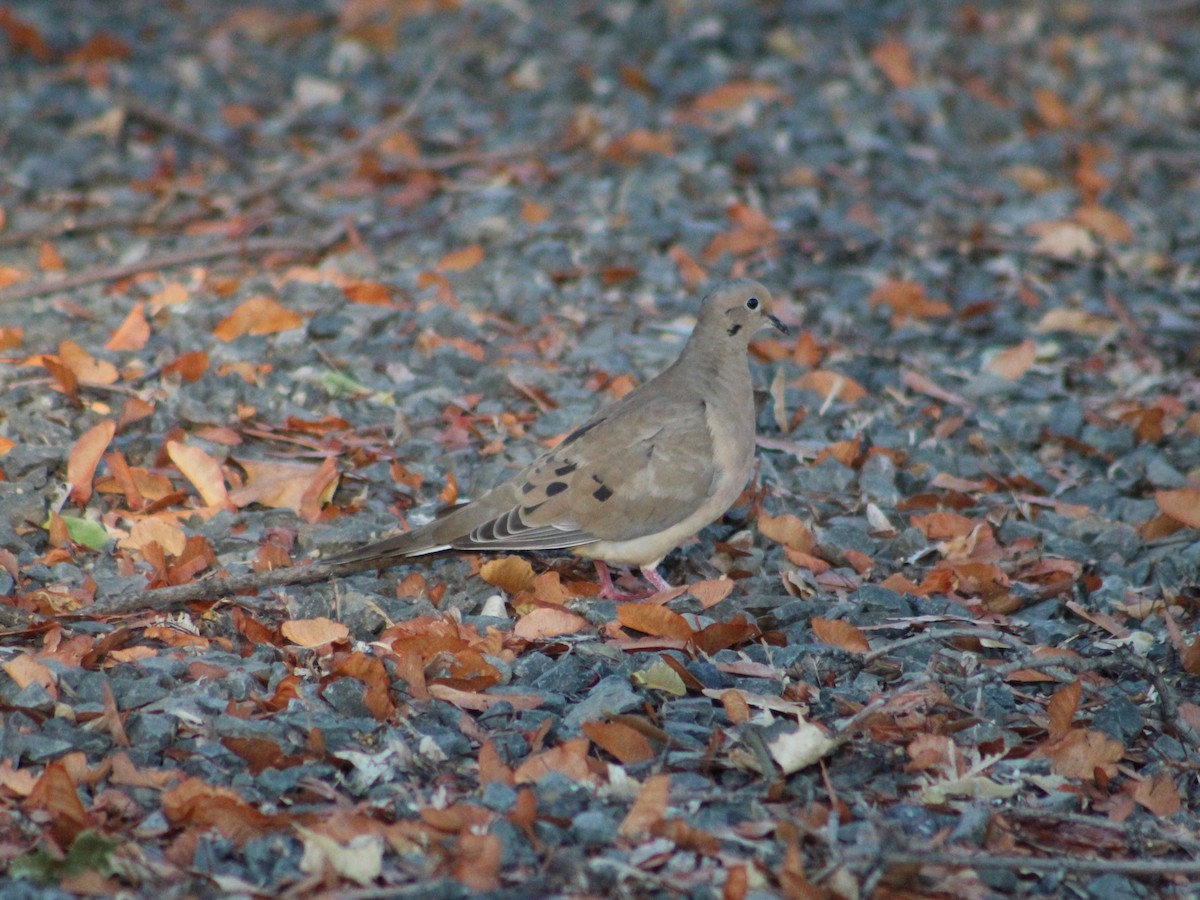 Mourning Dove - ML624183319