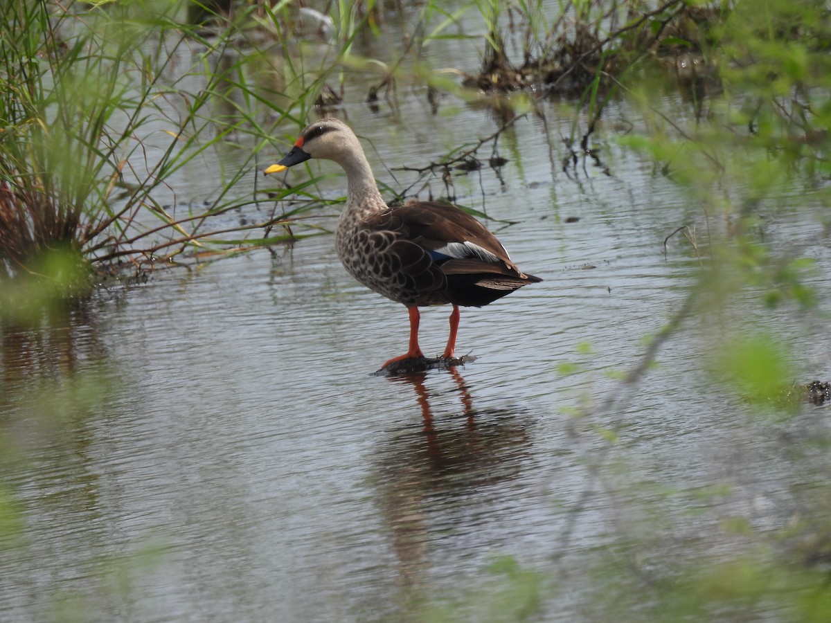 Indian Spot-billed Duck - ML624183358