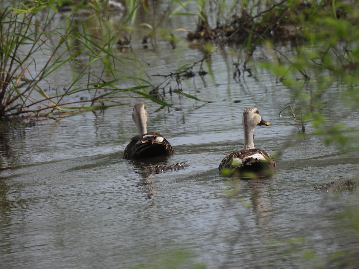 Indian Spot-billed Duck - ML624183359