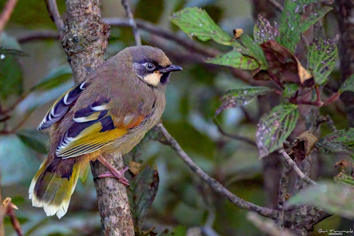 Variegated Laughingthrush - ML624183365